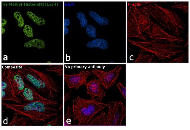 H3K4me3 Antibody in Immunocytochemistry (ICC/IF)