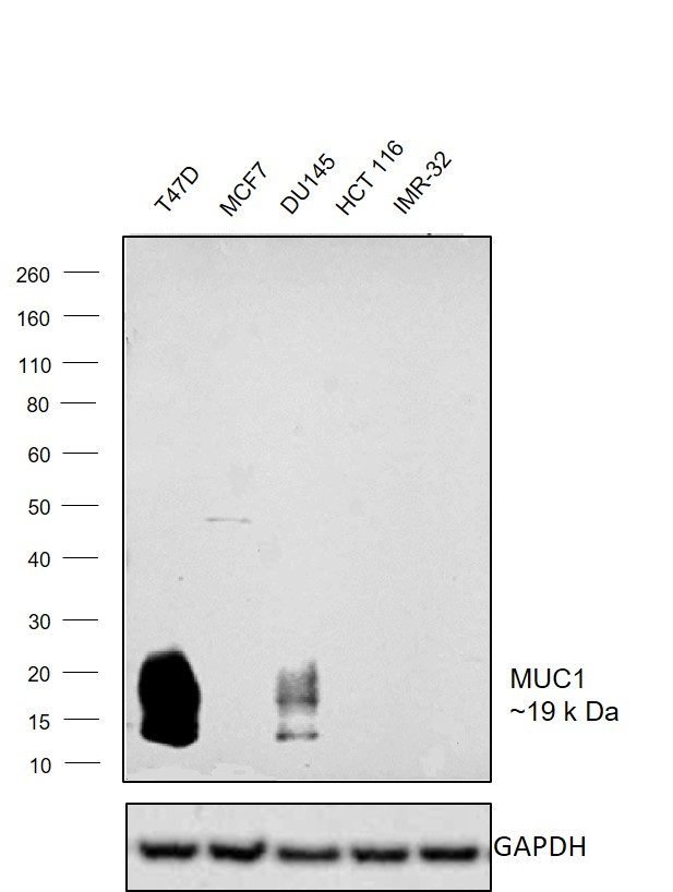 MUC1 Antibody