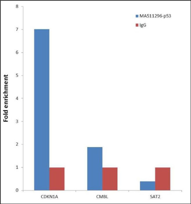 p53 Antibody in ChIP Assay (ChIP)