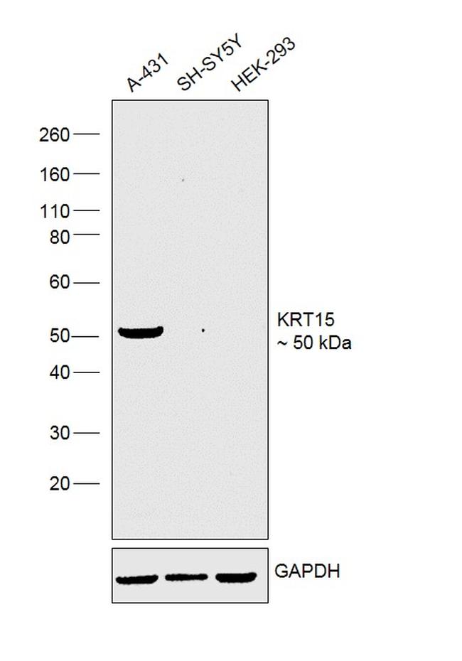 Cytokeratin 15 Antibody in Western Blot (WB)