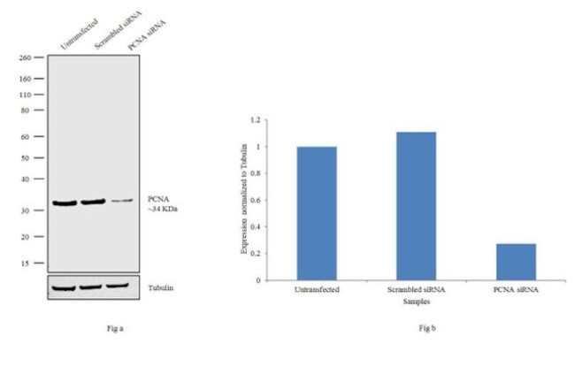 PCNA Antibody