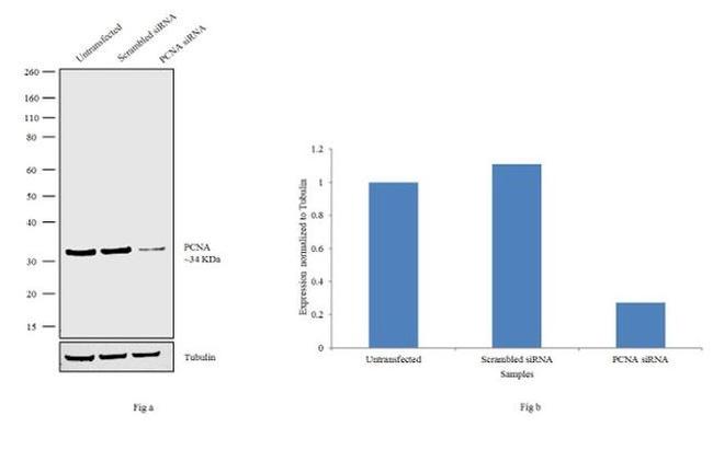 PCNA Antibody in Western Blot (WB)