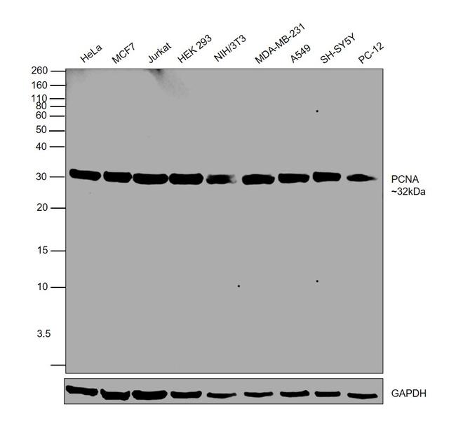 PCNA Antibody in Western Blot (WB)