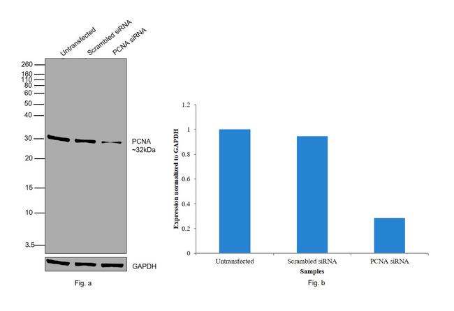 PCNA Antibody in Western Blot (WB)