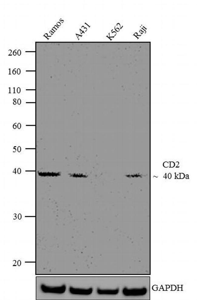 CD2 Antibody in Western Blot (WB)