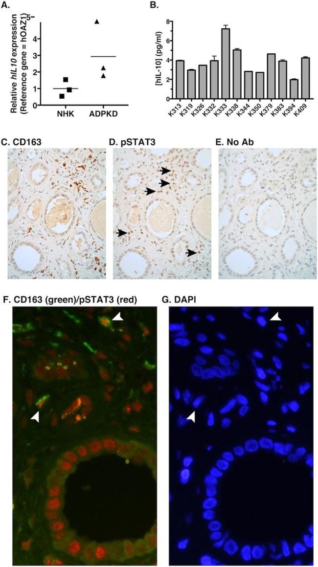 IL-10 Antibody in ELISA (ELISA)