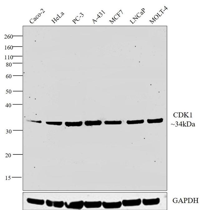 CDK1 Antibody in Western Blot (WB)