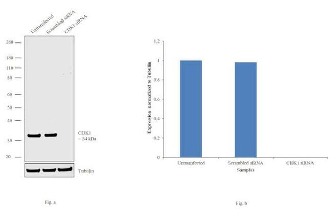 CDK1 Antibody in Western Blot (WB)