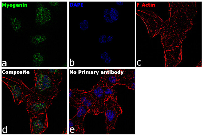 Myogenin Antibody in Immunocytochemistry (ICC/IF)