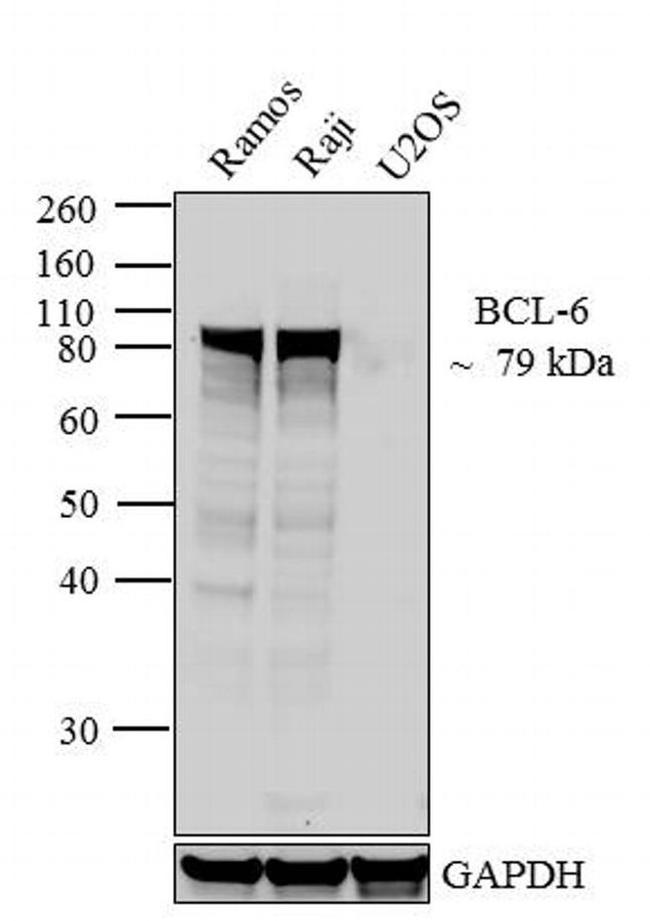 BCL6 Antibody in Western Blot (WB)