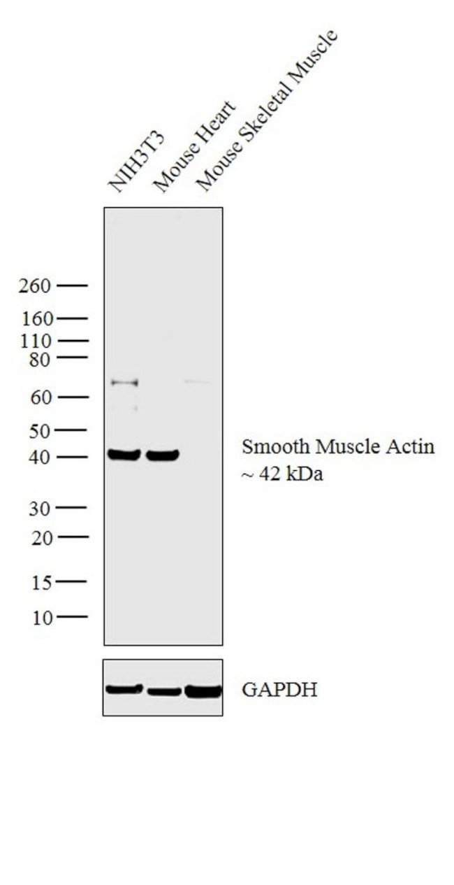 Alpha-Smooth Muscle Actin Antibody