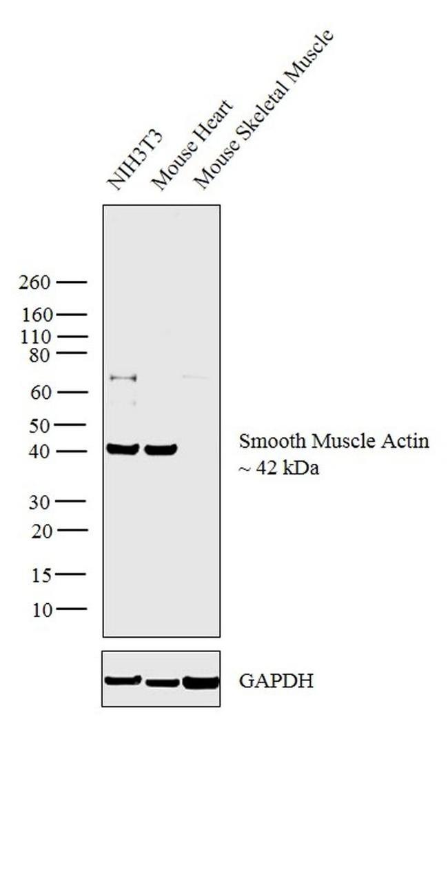 Alpha-Smooth Muscle Actin Antibody in Western Blot (WB)