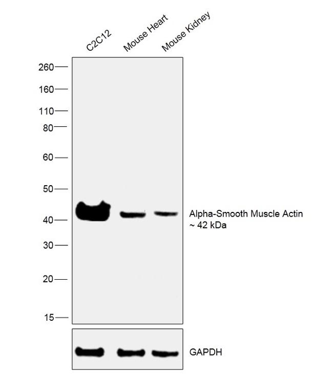 Alpha-Smooth Muscle Actin Antibody in Western Blot (WB)