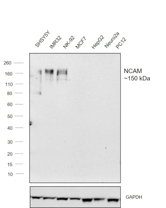 CD56 Antibody