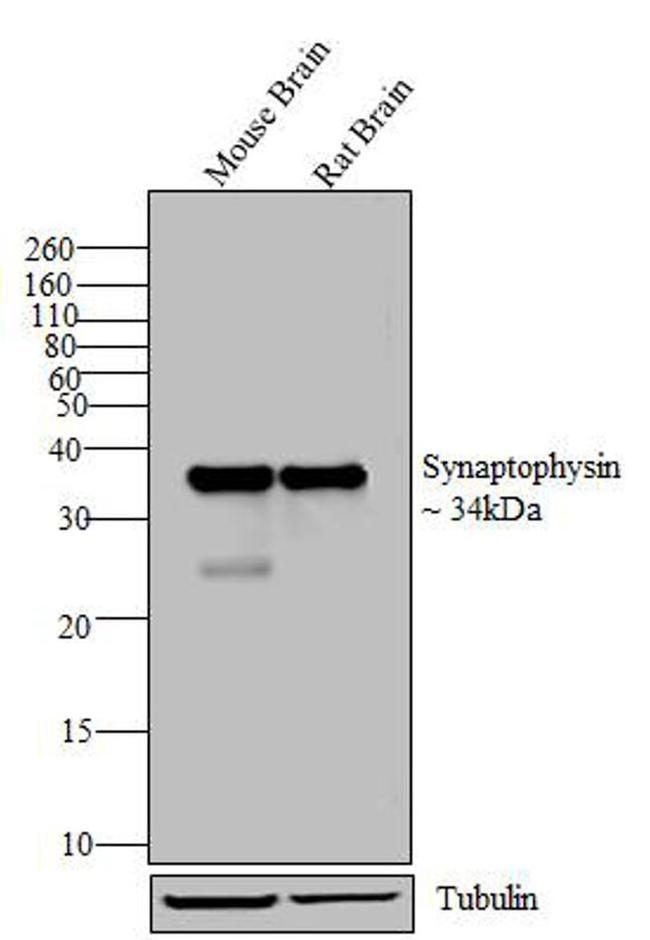 Synaptophysin Antibody in Western Blot (WB)