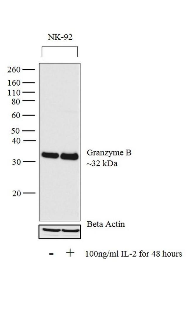 Granzyme B Antibody in Western Blot (WB)