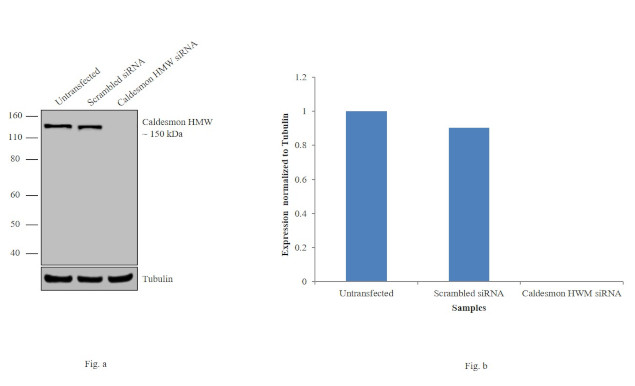 Caldesmon HMW Antibody