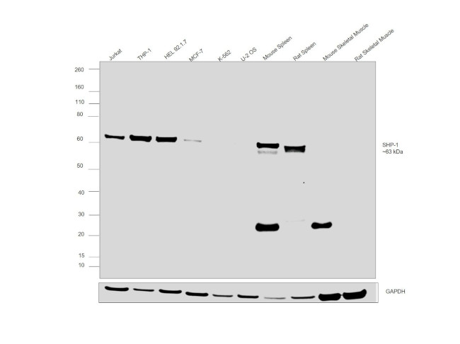 SHP-1 Antibody