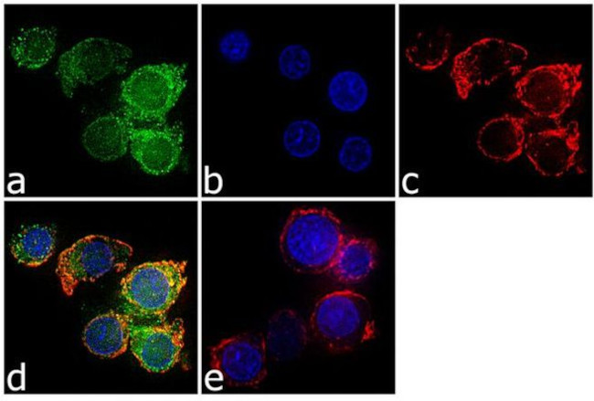 SHP-1 Antibody in Immunocytochemistry (ICC/IF)