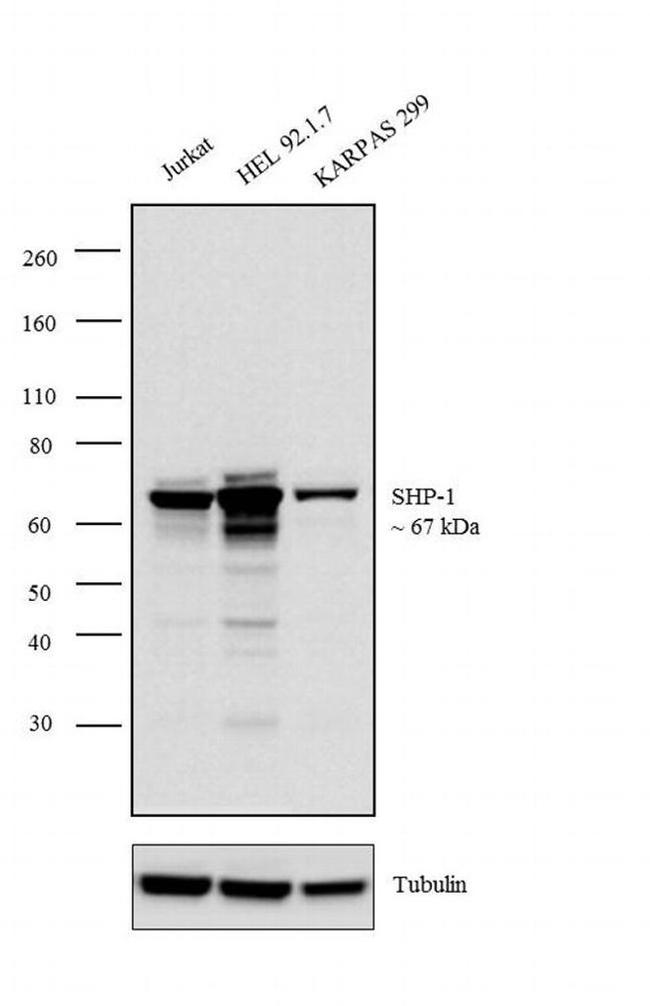 SHP-1 Antibody in Western Blot (WB)