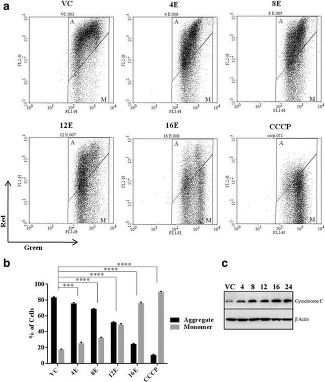 Cytochrome C Antibody in Western Blot (WB)