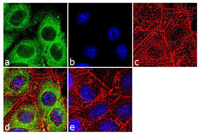 Cytochrome C Antibody in Immunocytochemistry (ICC/IF)