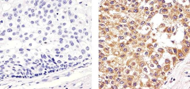 Cytochrome C Antibody in Immunohistochemistry (Paraffin) (IHC (P))