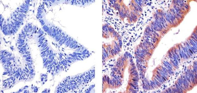 Cytochrome C Antibody in Immunohistochemistry (Paraffin) (IHC (P))