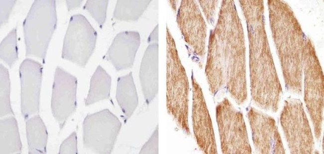 Cytochrome C Antibody in Immunohistochemistry (Paraffin) (IHC (P))