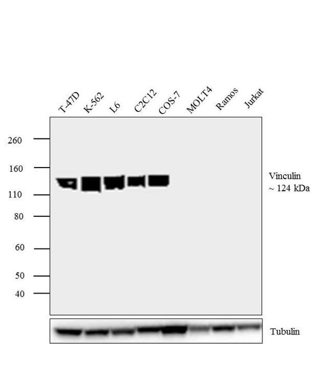 Vinculin Antibody