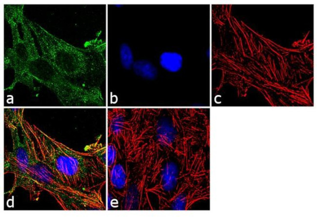 Vinculin Antibody in Immunocytochemistry (ICC/IF)