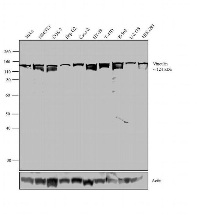 Vinculin Antibody in Western Blot (WB)