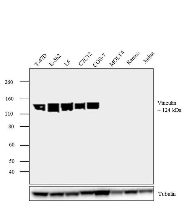 Vinculin Antibody in Western Blot (WB)