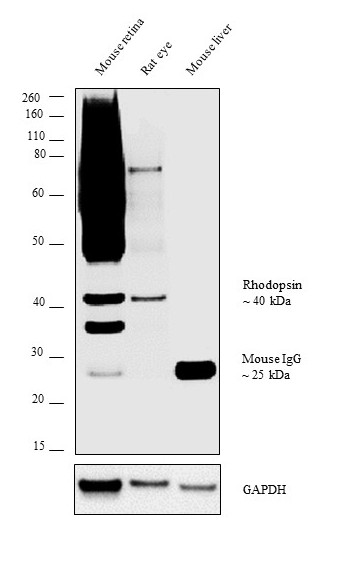 Rhodopsin Antibody