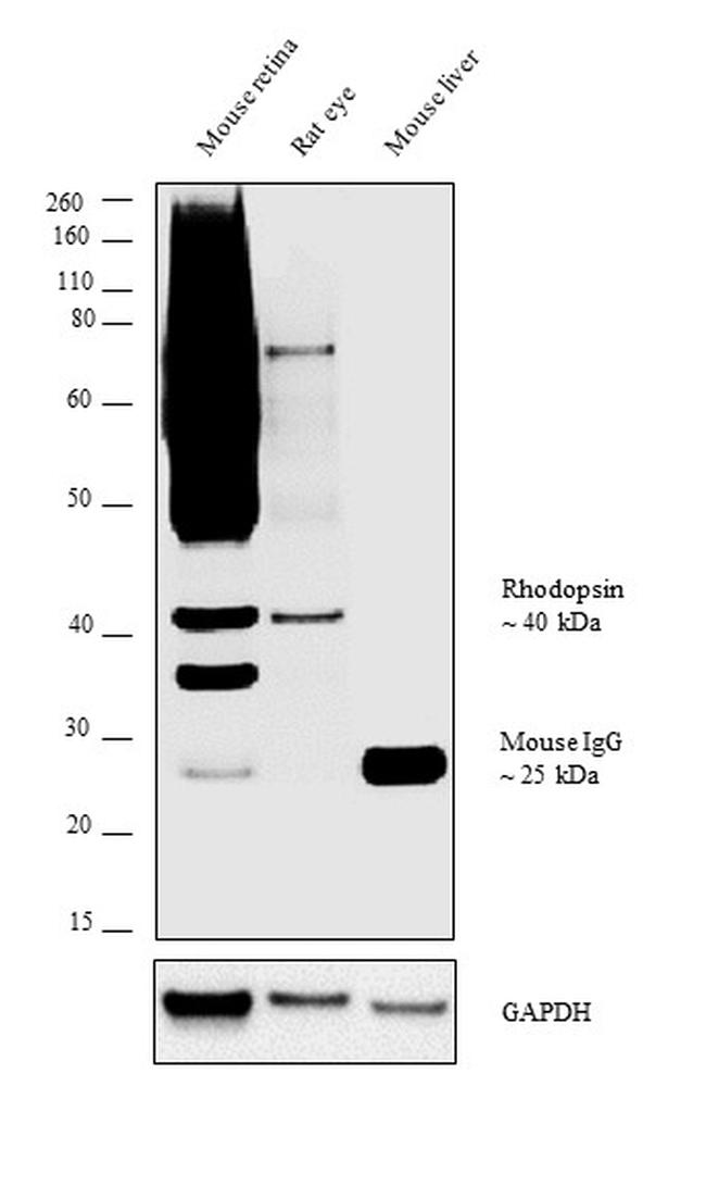 Rhodopsin Antibody in Western Blot (WB)