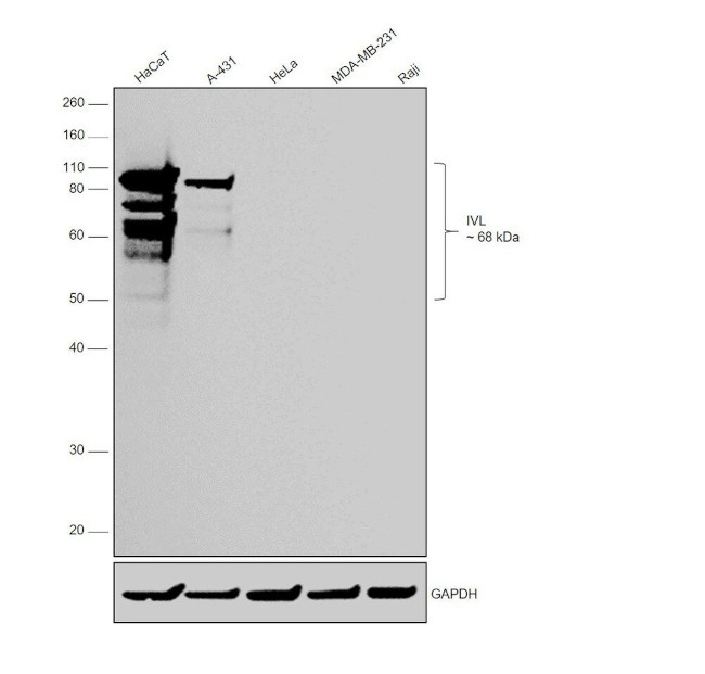 Involucrin Antibody