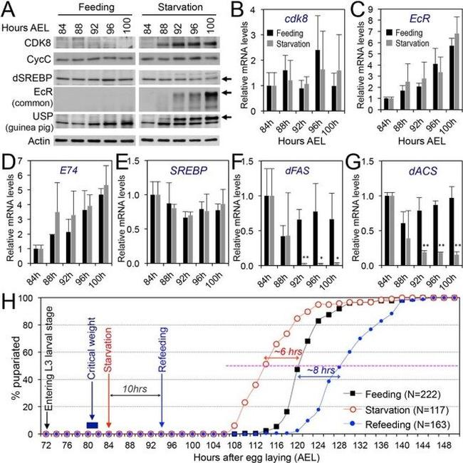 Actin Antibody in Western Blot (WB)