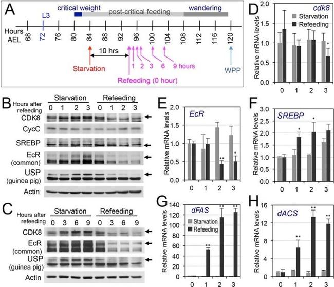 Actin Antibody in Western Blot (WB)