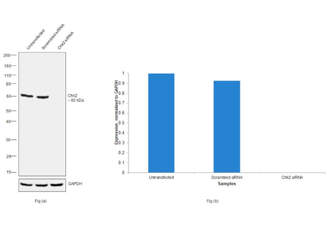 CHK2 Antibody