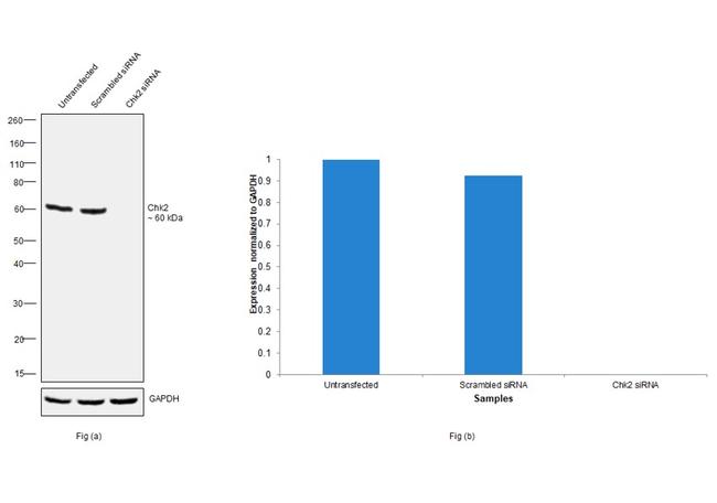 CHK2 Antibody in Western Blot (WB)