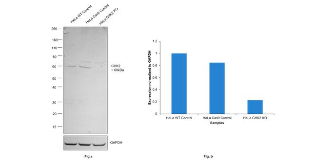 CHK2 Antibody in Western Blot (WB)