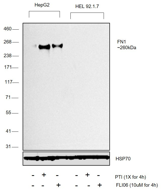 Fibronectin Antibody