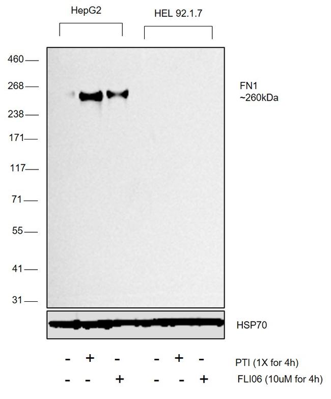 Fibronectin Antibody in Western Blot (WB)