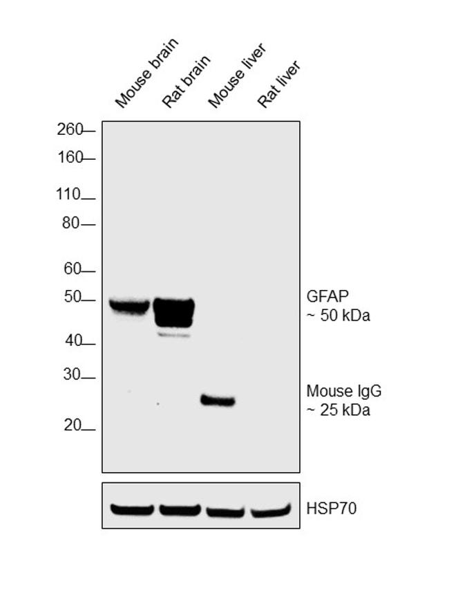 GFAP Antibody in Western Blot (WB)