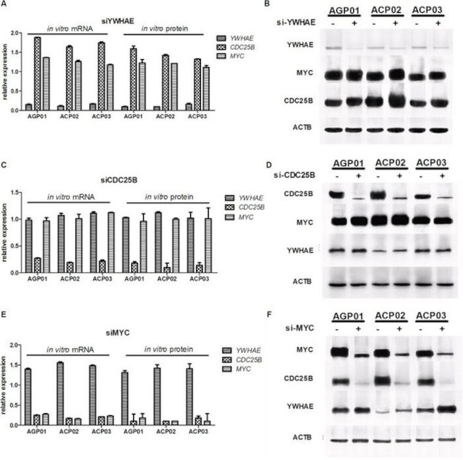 14-3-3 epsilon Antibody in Western Blot (WB)