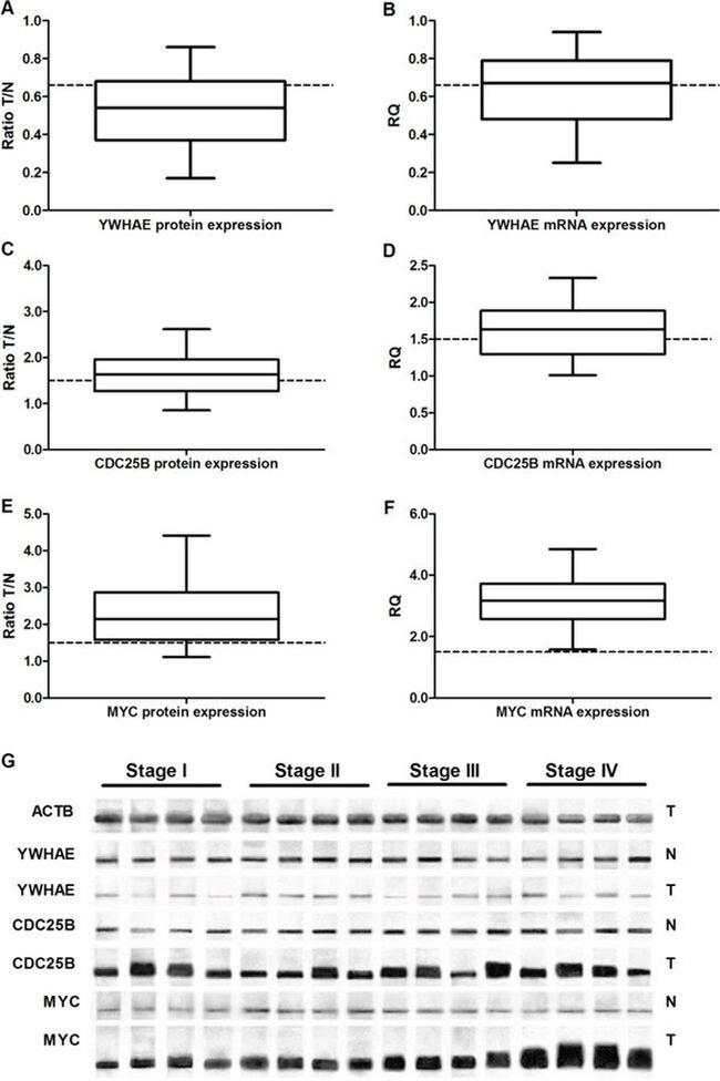 c-Myc Antibody in Western Blot (WB)