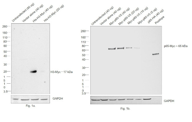 c-Myc Antibody