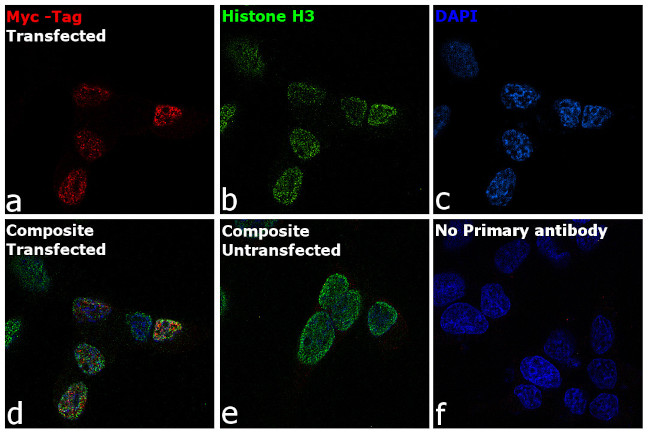 c-Myc Antibody in Immunocytochemistry (ICC/IF)