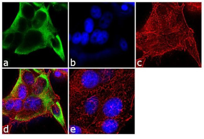 Cytokeratin 18 Antibody in Immunocytochemistry (ICC/IF)