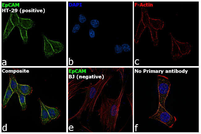 EpCAM Antibody